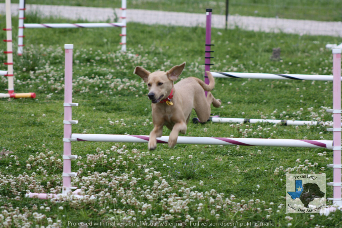 TLGDALacyAgility